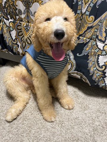 4 month old Golden Doodle