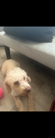 Poodle – pets home