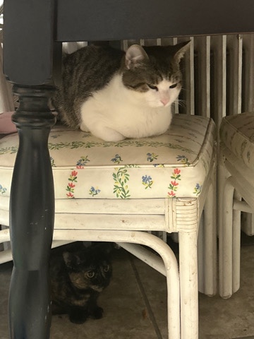 two cats for sell