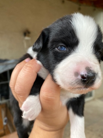 Miniature Australian Shepherd – Black Bi Mini Aussie