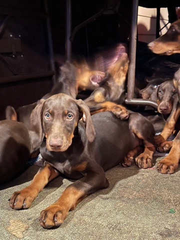 Doberman Pinscher – Dóberman Pinscher