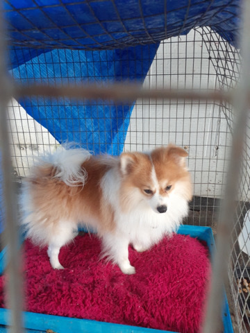Pomeranian – Pomeranian
