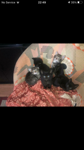 American Shorthair – beautiful stunning kittens