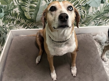 Beagle – Shihka’s eyes – Miami