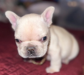 French Bulldog – beautiful healthy cream frenchie short and stocky