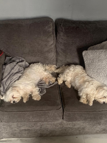 maltese 18 month old sisters