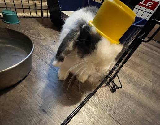 Holland Lop – Rabbit ready to go home now