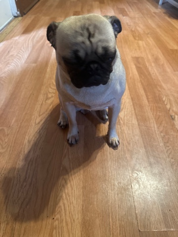 Pug – Lilith