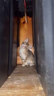 female kitten
