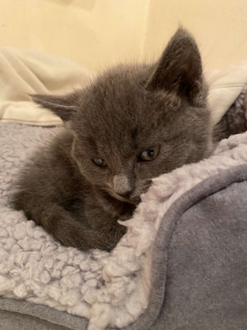 British Shorthair – British Shorthair-Grey
