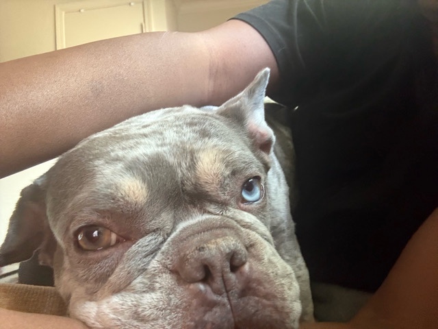 French Bulldog – Looking for a home! – Stockton