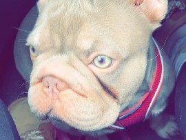 French Bulldog – frenchie – Greater London