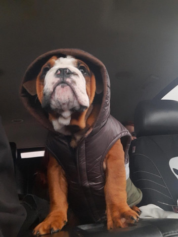 Olde English Bulldogge – English Bulldog