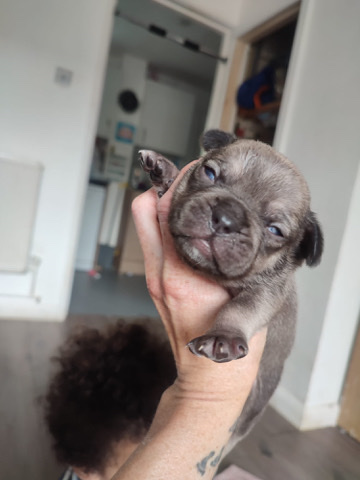 French Bulldog – French bulldog pups