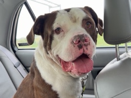 American Pit Bull Terrier – ASTRO 2 Year Old Bulldog/Pitbull mix – La Vista