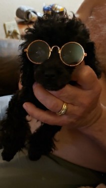 Poodle – toy poodles