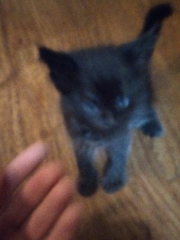 Bengal – Kitten for sale