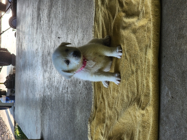 Goberian puppies