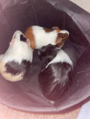 guinea pig – 3 female guinea pigs