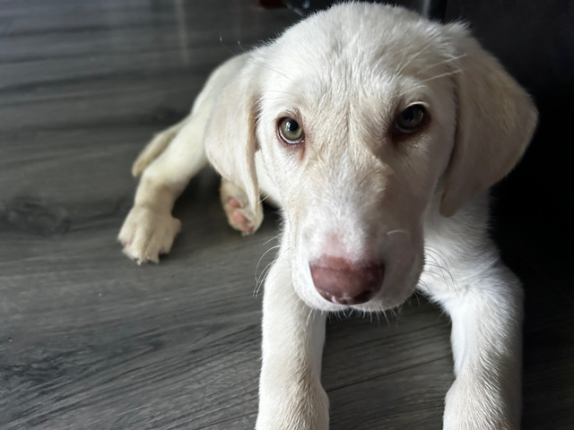 Labrador Retriever – Tilín