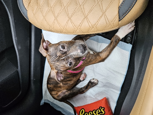 American Pit Bull Terrier β pitt bull