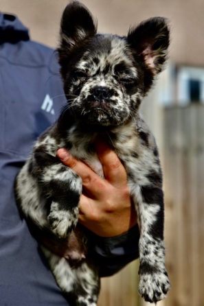 French Bulldog – Extremely rare full fluffy l1/l1 french bulldog