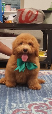 Mini Goldendoodle Puppy – Frisco