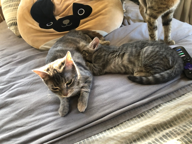 mother and kitten