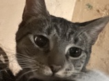 American Shorthair – tabby mix with loving meowing for you❤️ – Detroit