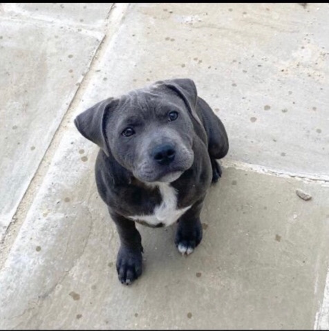 Staffordshire Bull Terrier – Blue Staffordshire Bull Terrier