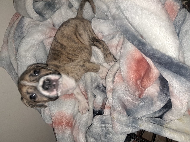 American Pit Bull Terrier – loving puppies for sell