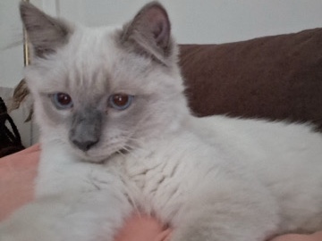 Beautiful Male Cat – Bowie