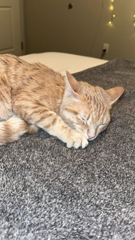 kitten