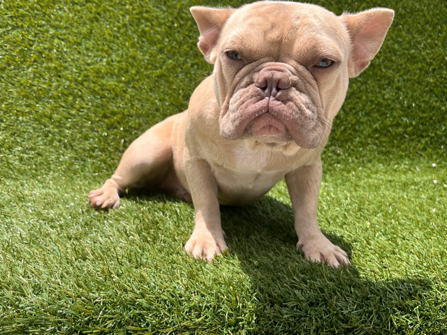 French bulldog!