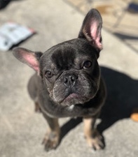 French Bulldog – ‼️ blue and tan french bull dog ‼️