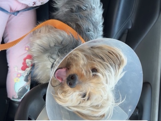 Yorkshire Terrier – Yorkie for sale – Willoughby