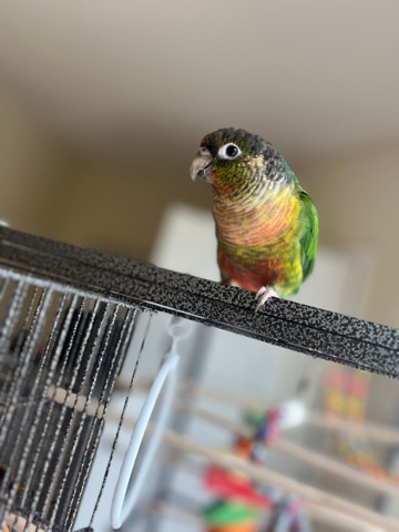 Green-Cheeked Conure – 6 month old sweet green cheek needs good home