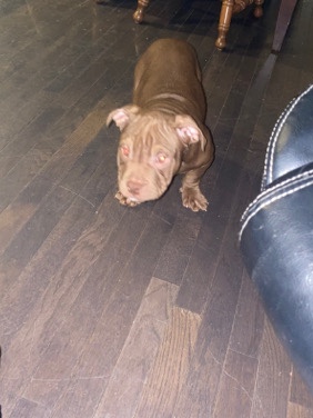American Bulldog – American pocket bully