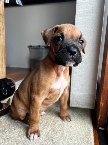 Boxer – Boxer Female
