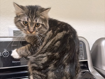Himalayan – Two beautiful Himalayan brothers - 1 year old fully neutered and microchipped – Edgecliff Village