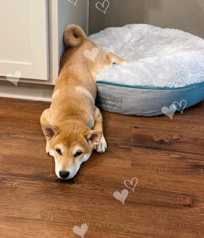 Shiba Inu – shiba inu teacup