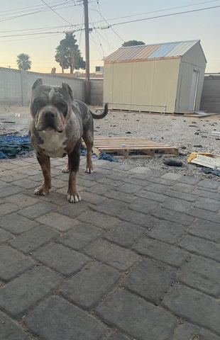 XL American Bully Male