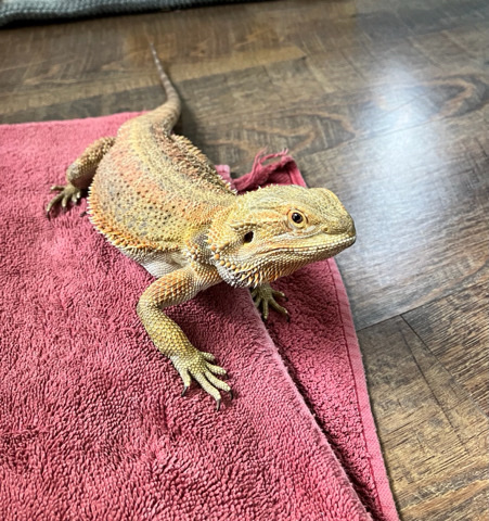 bearded dragon male