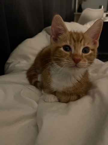 American Curl – Ginger Kitten