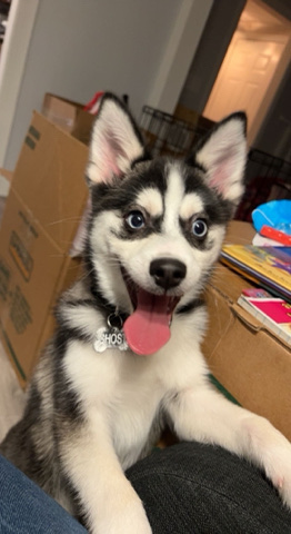 Siberian Husky – 9 month old male Pomsky for sale