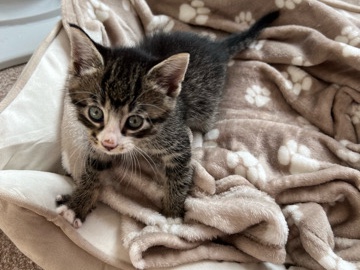 European Shorthair – 4 Wochen altes Katzenbaby sucht liebevolles Zuhause – Bremerhaven