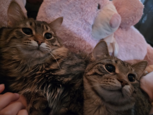 Russian White, Black and Tabby – kittys for free – Lake in the Hills