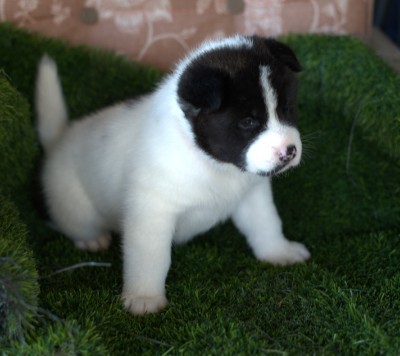 Akita – American Akita puppies – Beckley