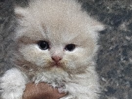 Persian (Traditional) – persian kittens – Bidadi