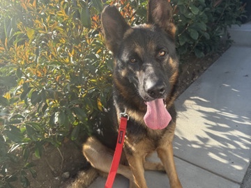 FOUND DOG / NEEDS HOME